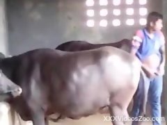 Animal sex with animal video in Phoenix